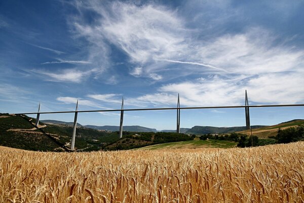 Wheat field on the background of the bridge