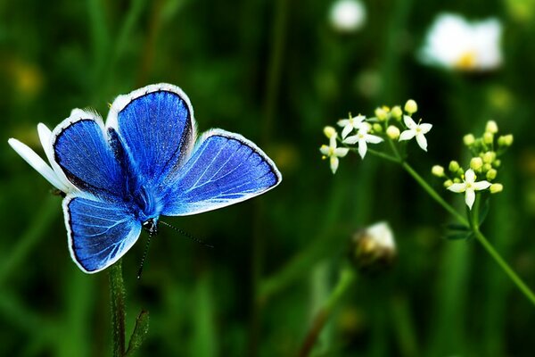 Papillon bleu sur une branche de fleur