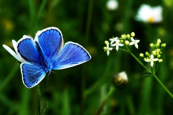 Голубая бабочка на ветке цветка