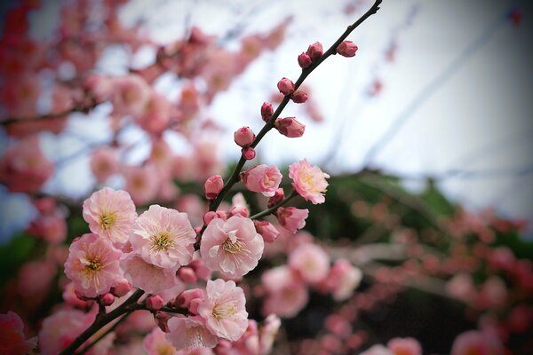 Apricot tree branch with flowers with pink petals