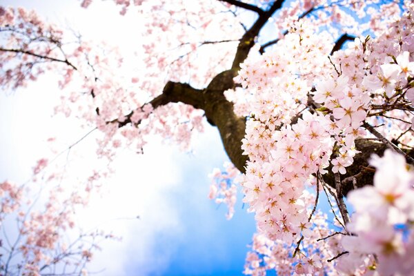 Cielo de primavera con flores de cerezo