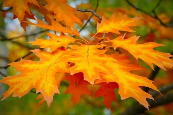 Feuilles d automne sur fond de nature