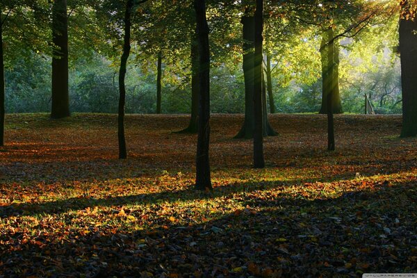 Autumn forest in the sun