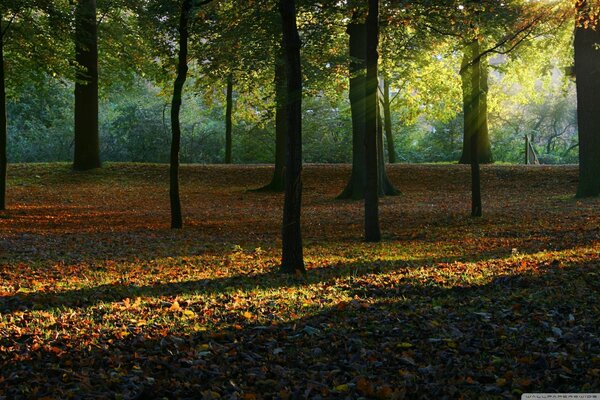 Jesienny las w promieniach słońca
