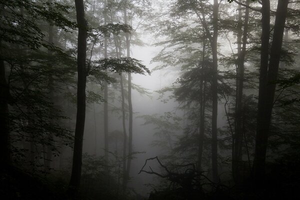 Silhouetten von Bäumen im nebligen Wald