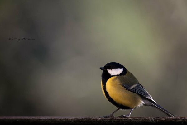 Yellow - sided chickadee on a twig