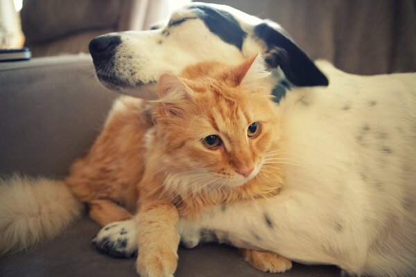 Gatto rosso e cane bianco coccole