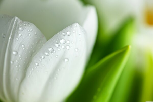 Drops of water on the white petals of a flower