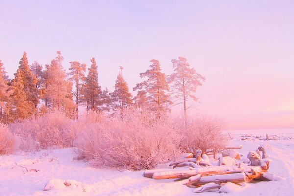 Rosa amanecer en el bosque de invierno