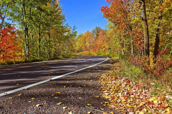 Jesienna droga jest usiana liśćmi