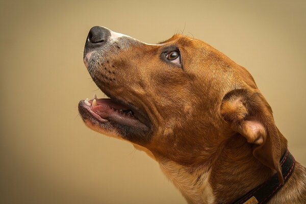 Der Blick des Hundes auf den Besitzer