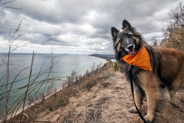 Sguardo amichevole del cane sulla riva del fiume