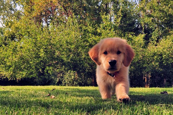 Cachorro divertido en la hierba de verano