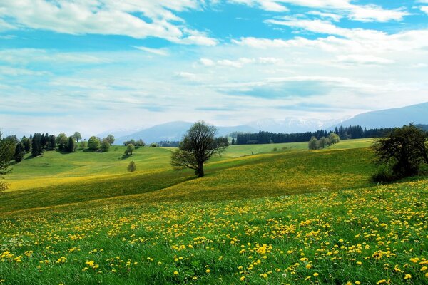 Teppich mit feldgelben Blüten