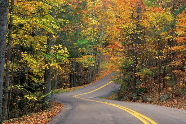 Arbres multicolores en automne froid