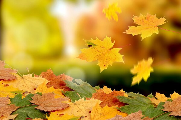 Les feuilles d érable tourbillonnent au-dessus du sol