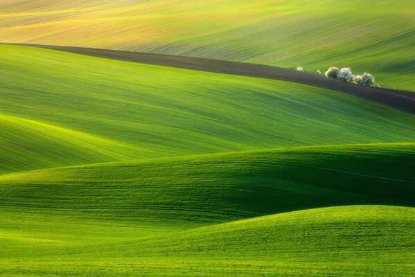 La splendeur émeraude du pré vert