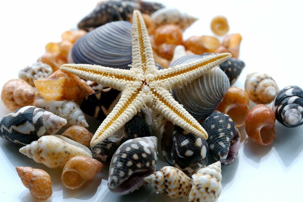 Starfish and shells in bulk