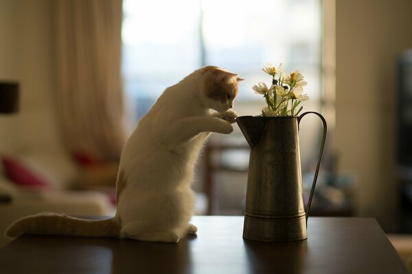 Katze auf dem Tisch mit einer Vase