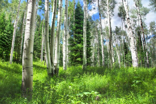 Foresta naturale vicino al Villaggio