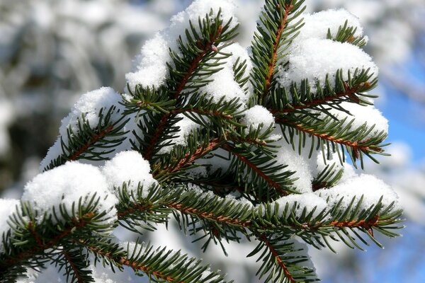 Snow-covered branches of spruce against the blue sky