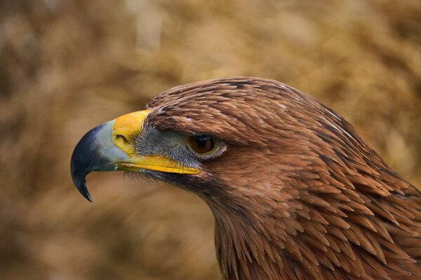 Aigle avec un bec jaune regardant vers la gauche