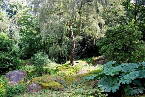 Summer forest landscape and peace