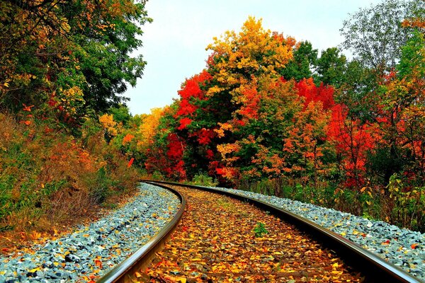 Railway and trees with colored leaves