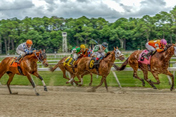 Cuatro caballos compiten en carreras de caballos