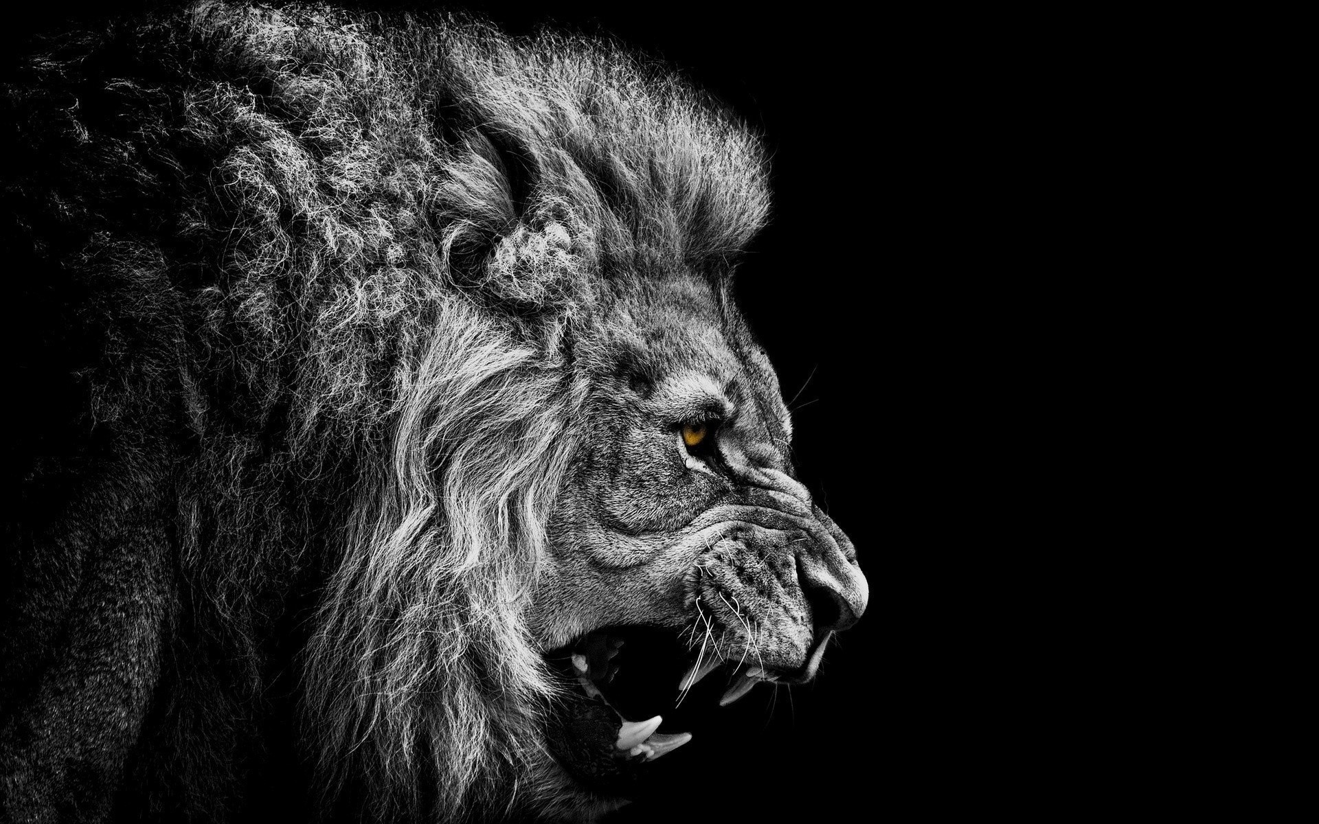 yeux arrière-plan photoshop lion noir