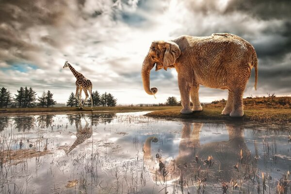 Eine Giraffe und ein Elefant, die an einer Wasserpfeife vorbeigegangen sind