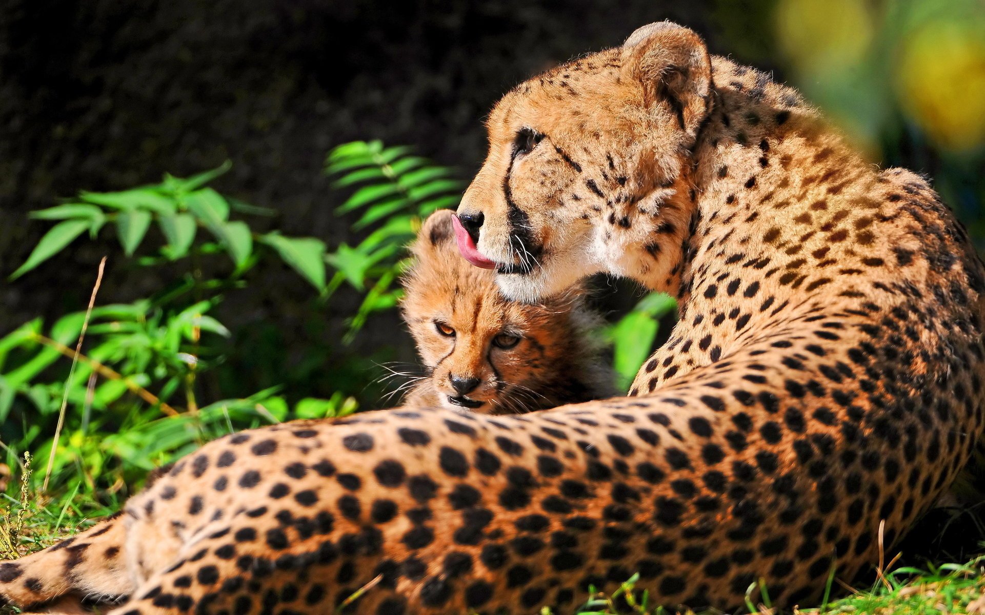 chetach guépard repos chaton mère maman