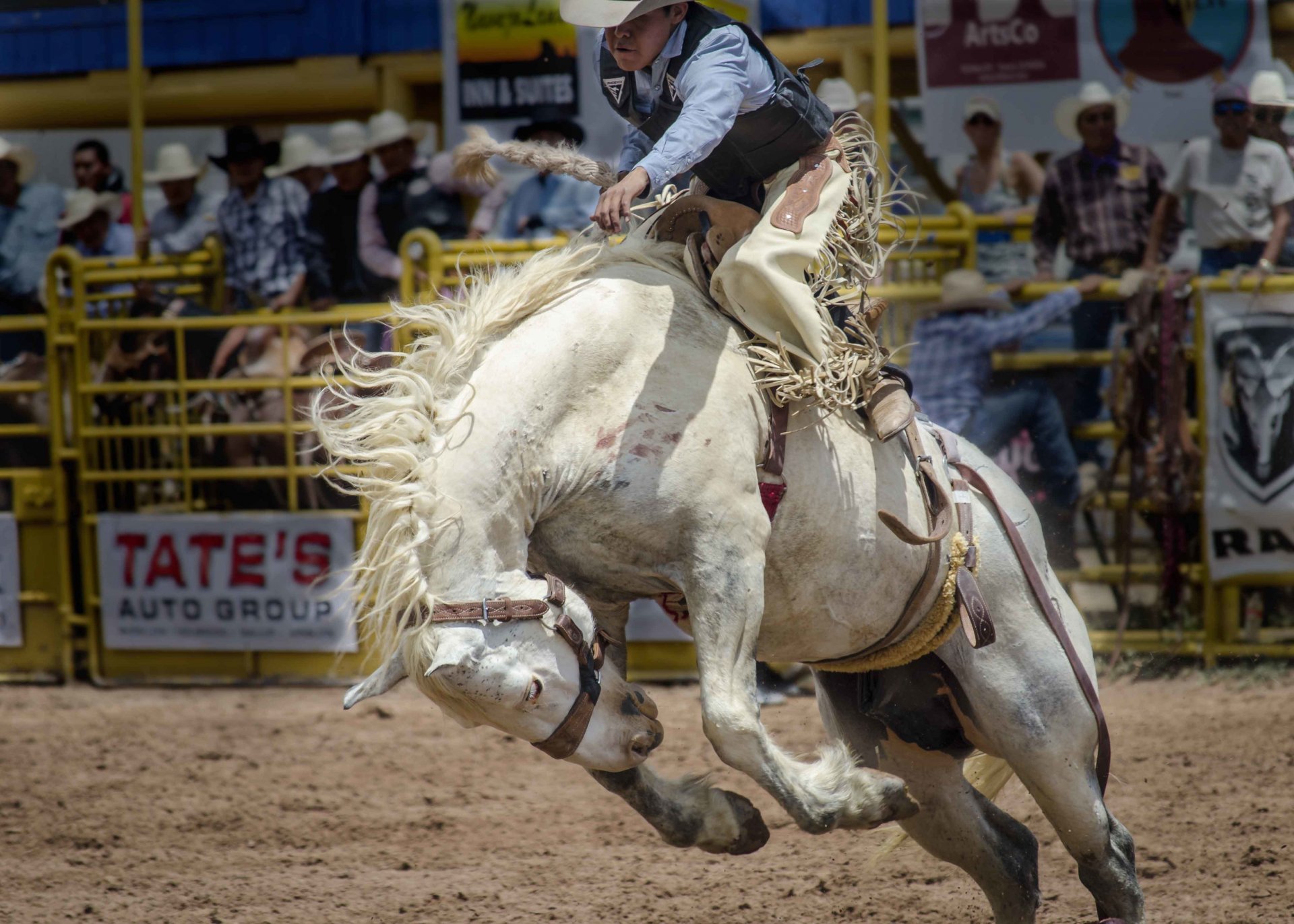 rodeo jeździec koń koń sport