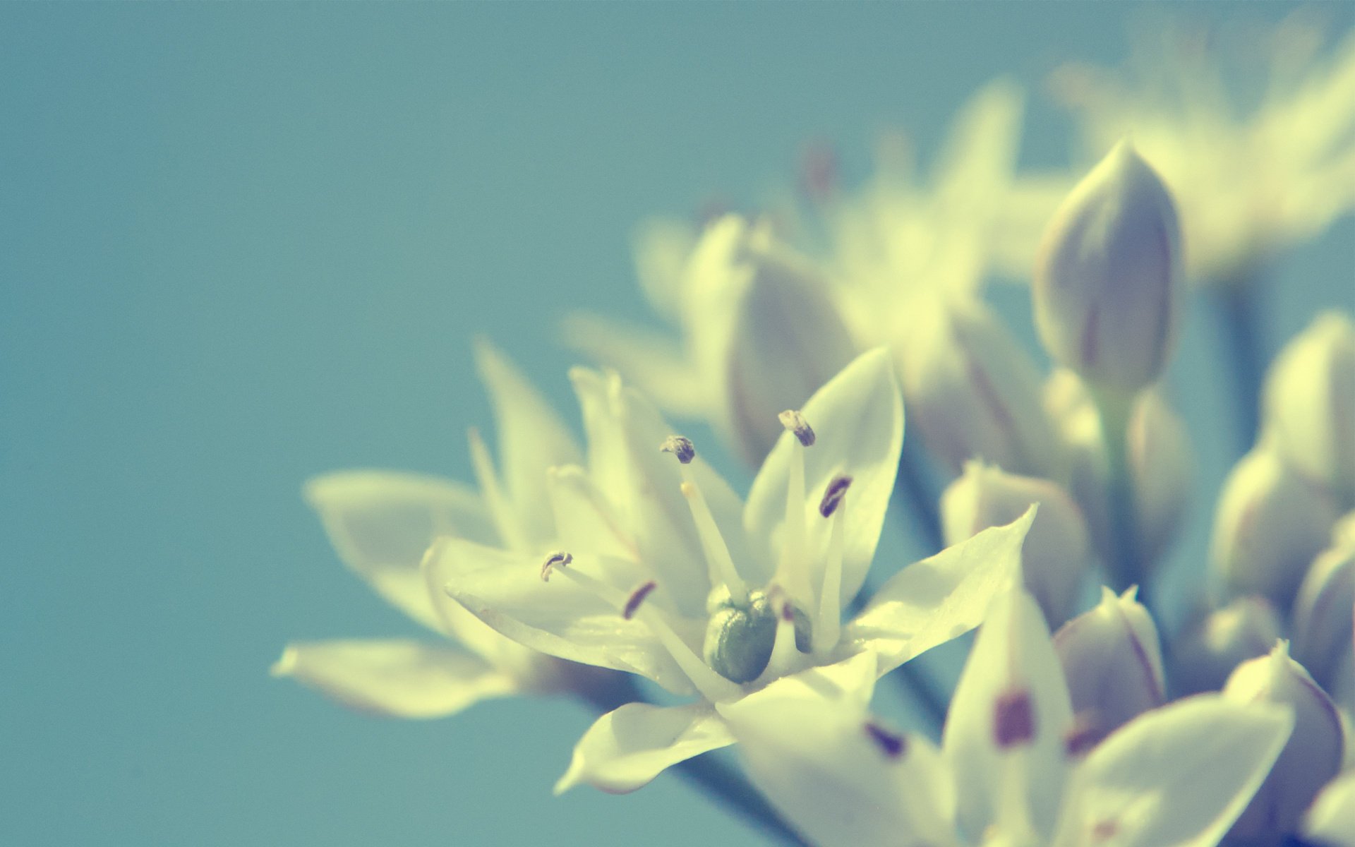 gros plan fond blanc fleurs