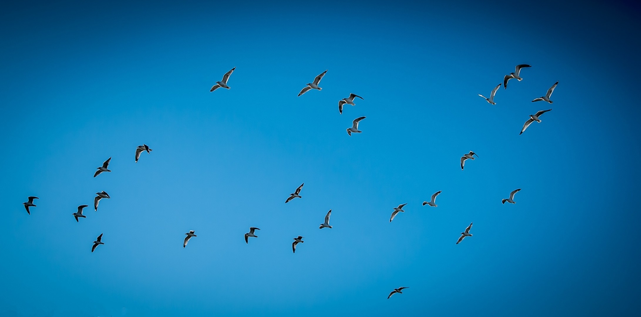 himmel vögel möwen natur