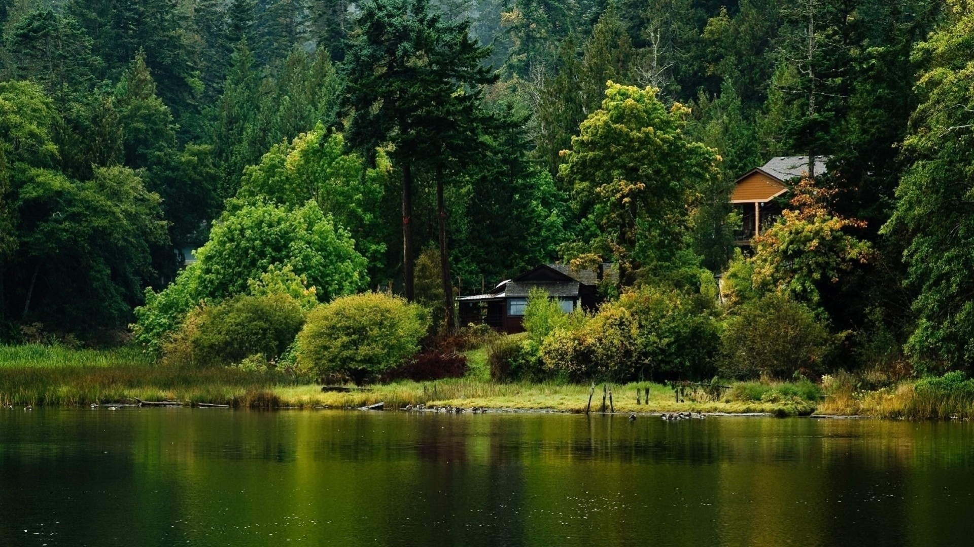 river beach tree green nature