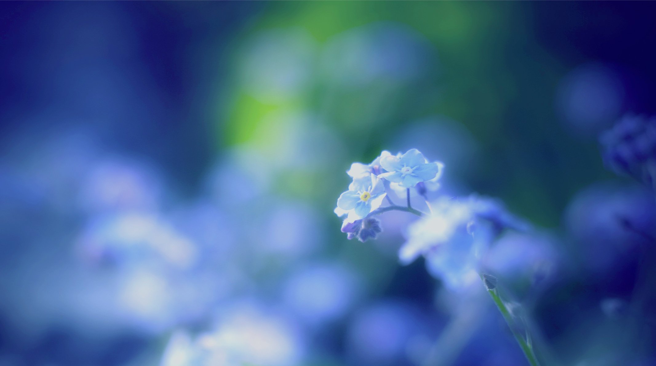 forget-me-nots desenfoque azul azul macro nomeolvides