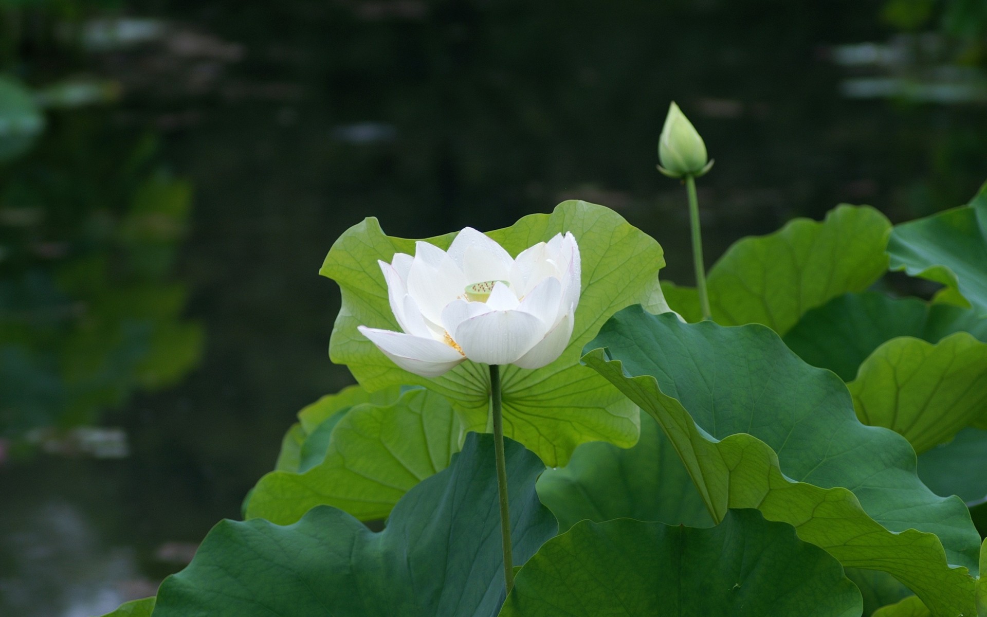 foglia stagno ninfea bianco giglio