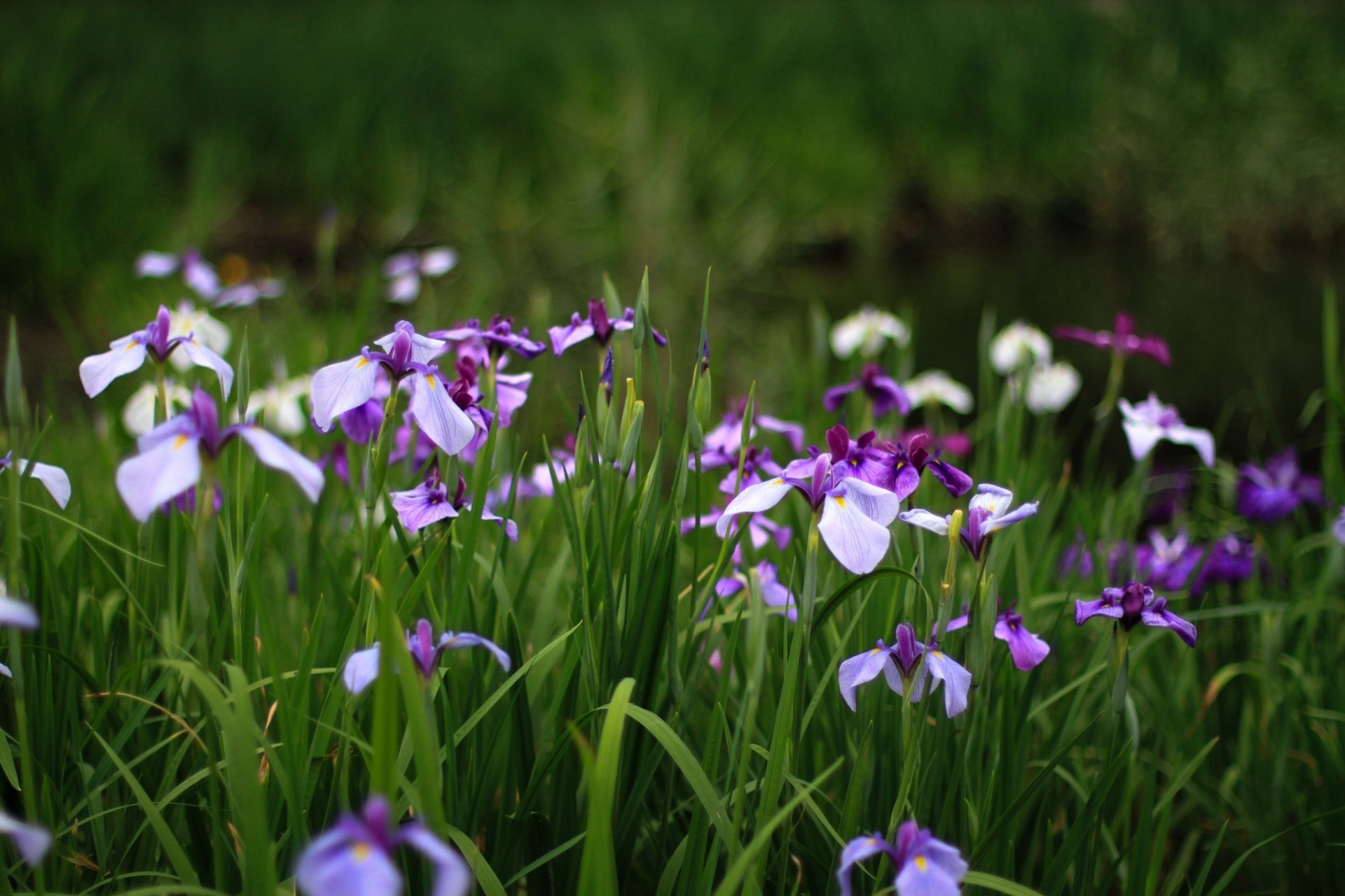 lila iris verde púrpura hierba verano flores pétalos personas