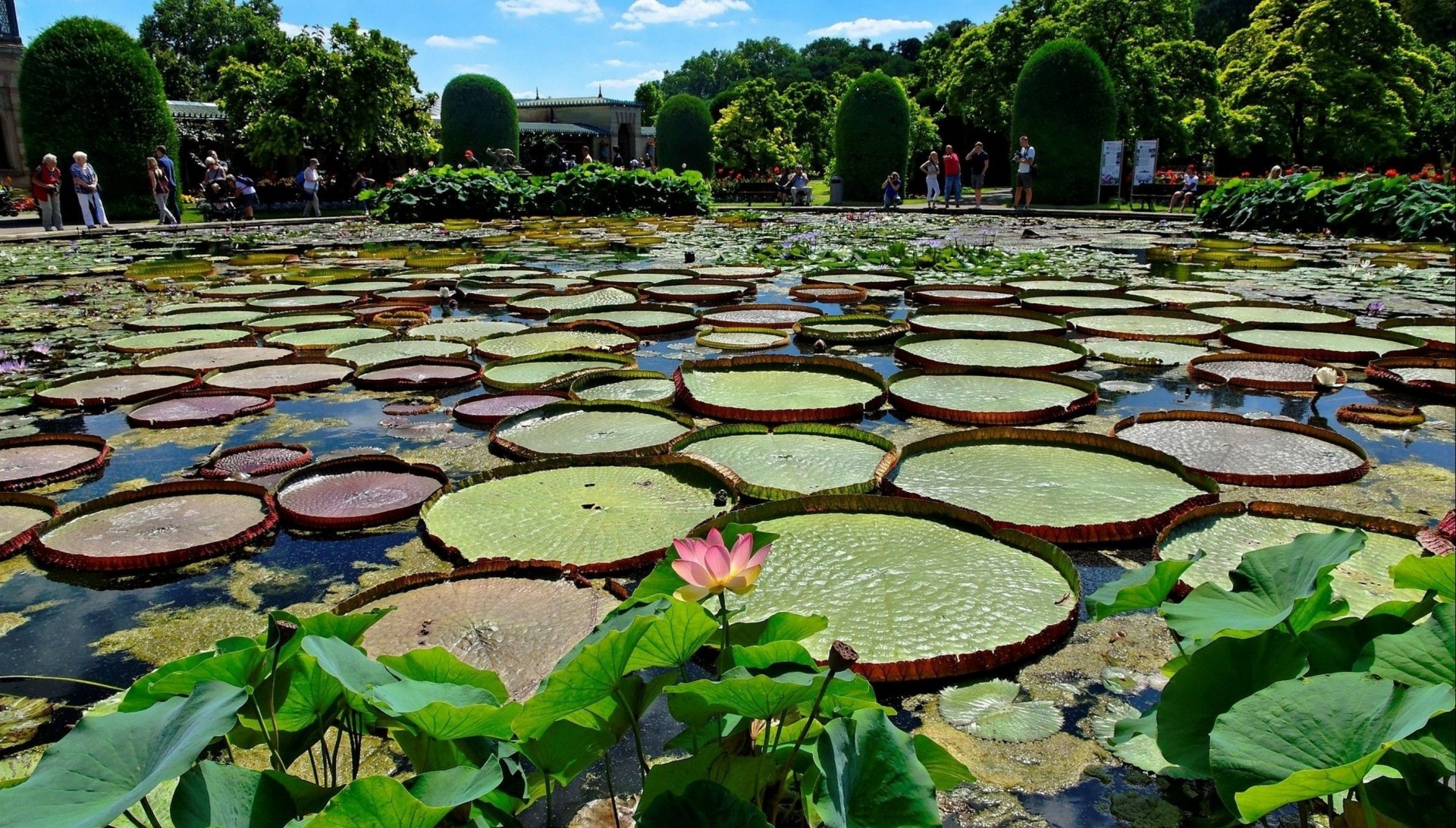 drzewa lilie wodne kwiaty staw park