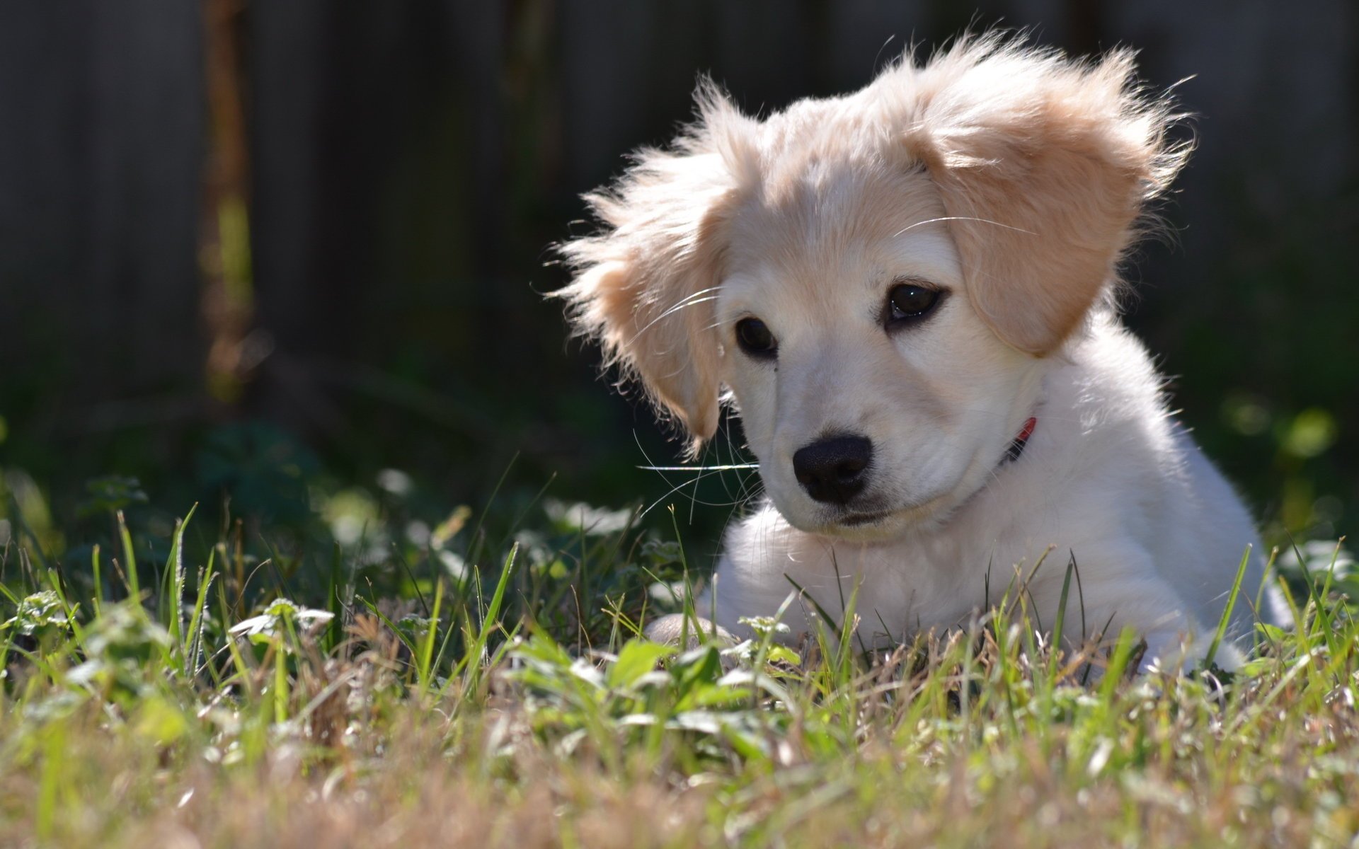 hund welpe natur