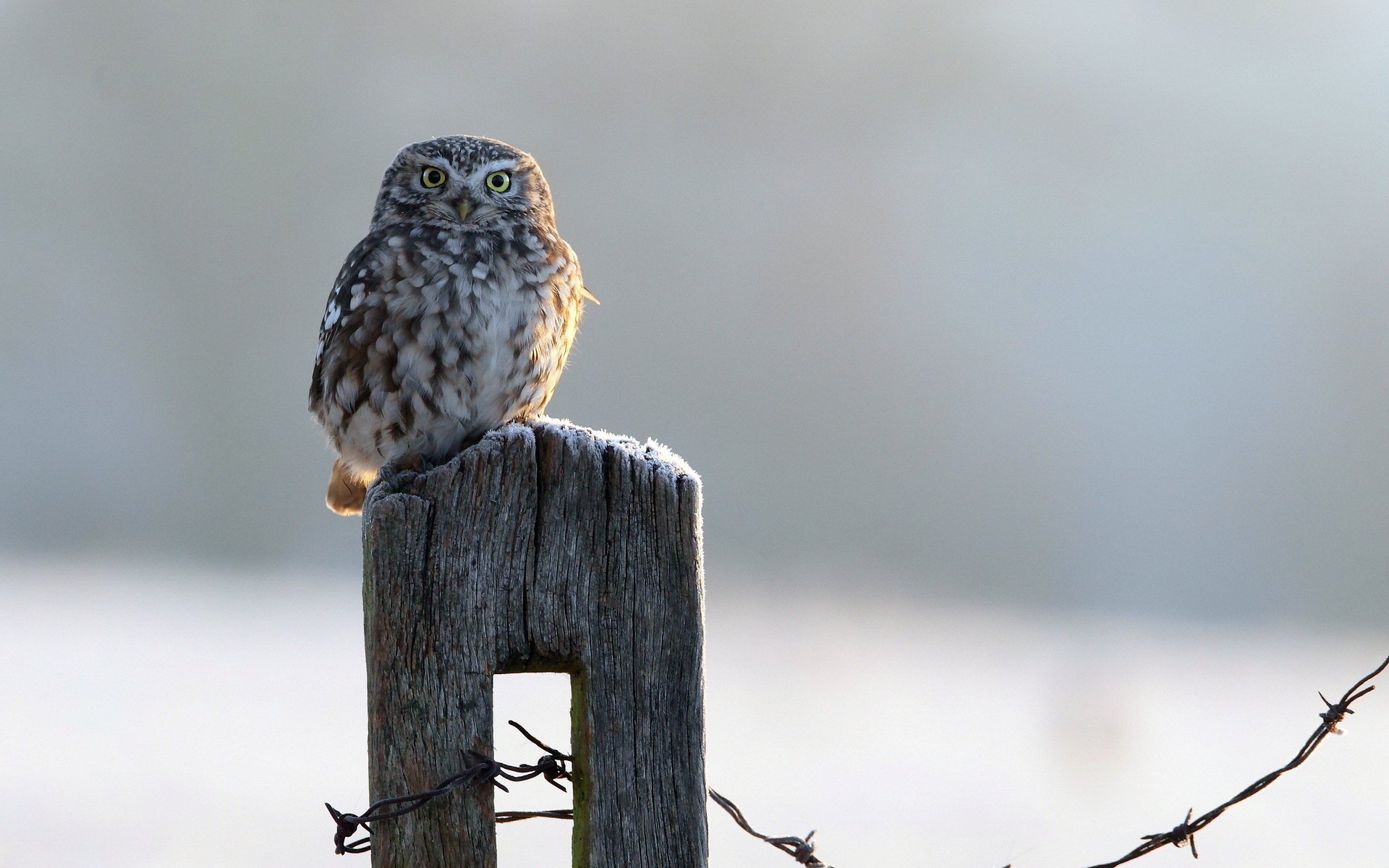 clôture hibou oiseau