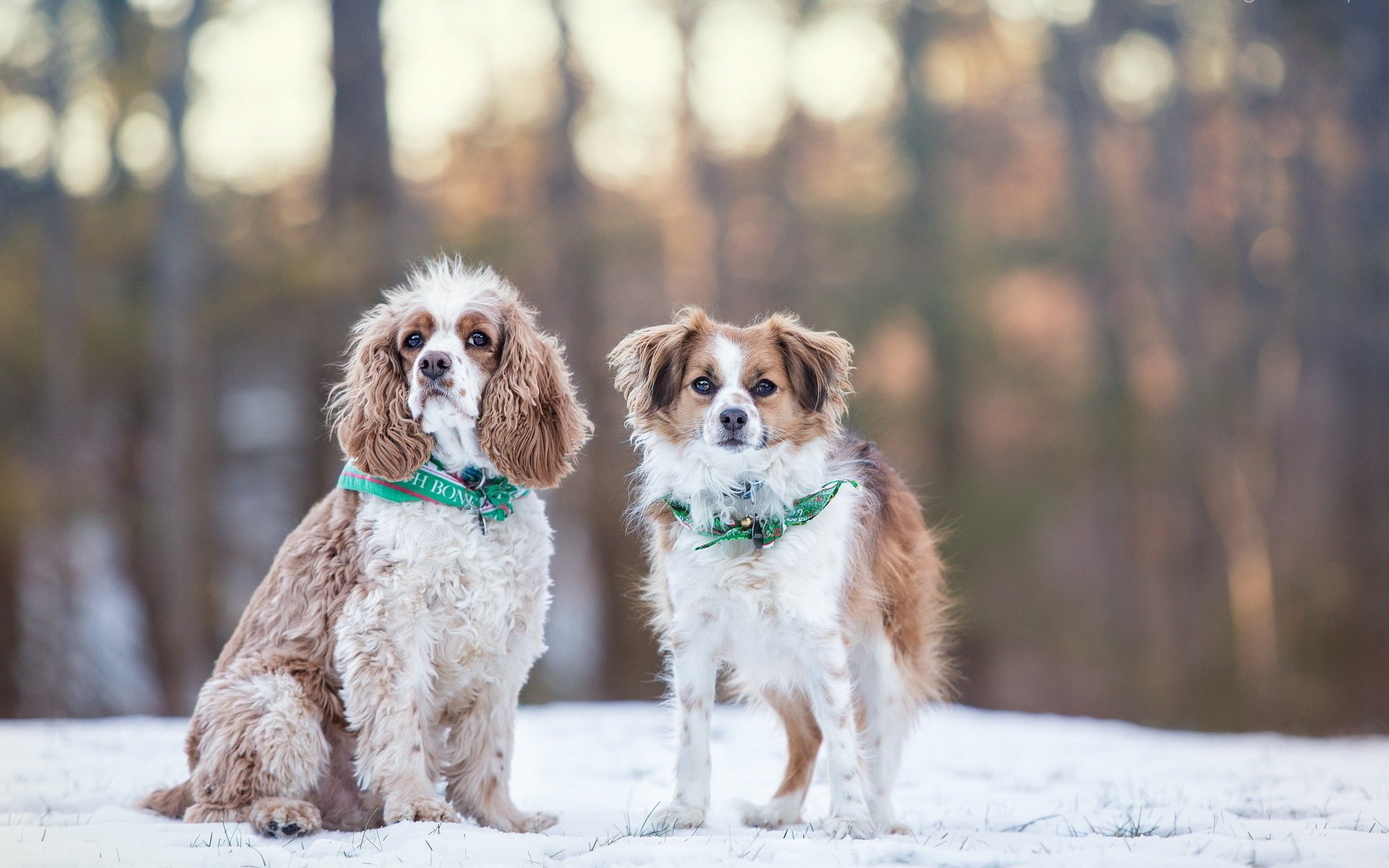 perros invierno nieve