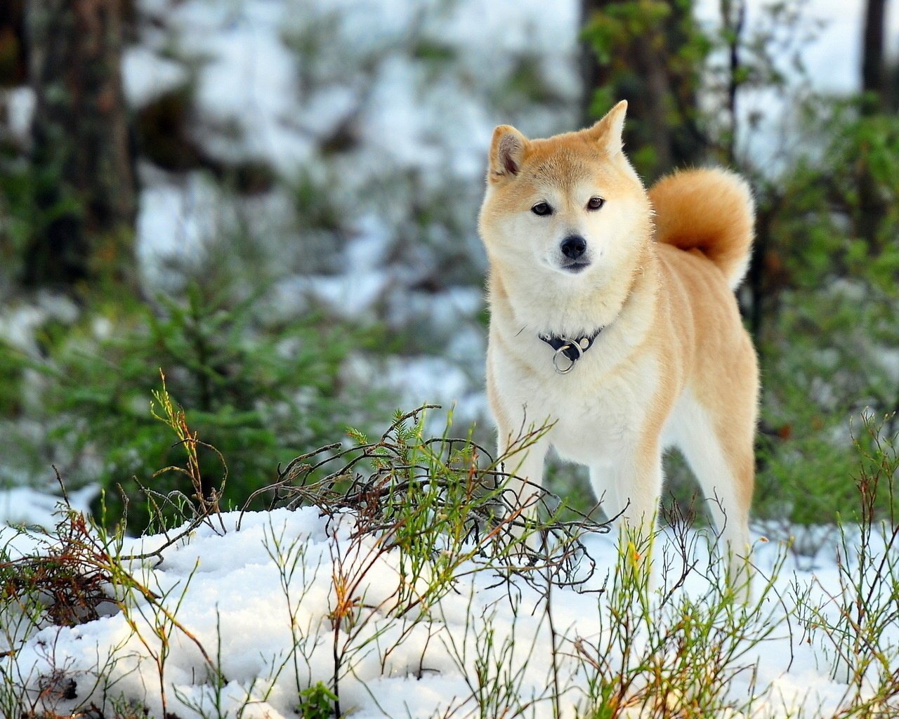 chats chiens animaux