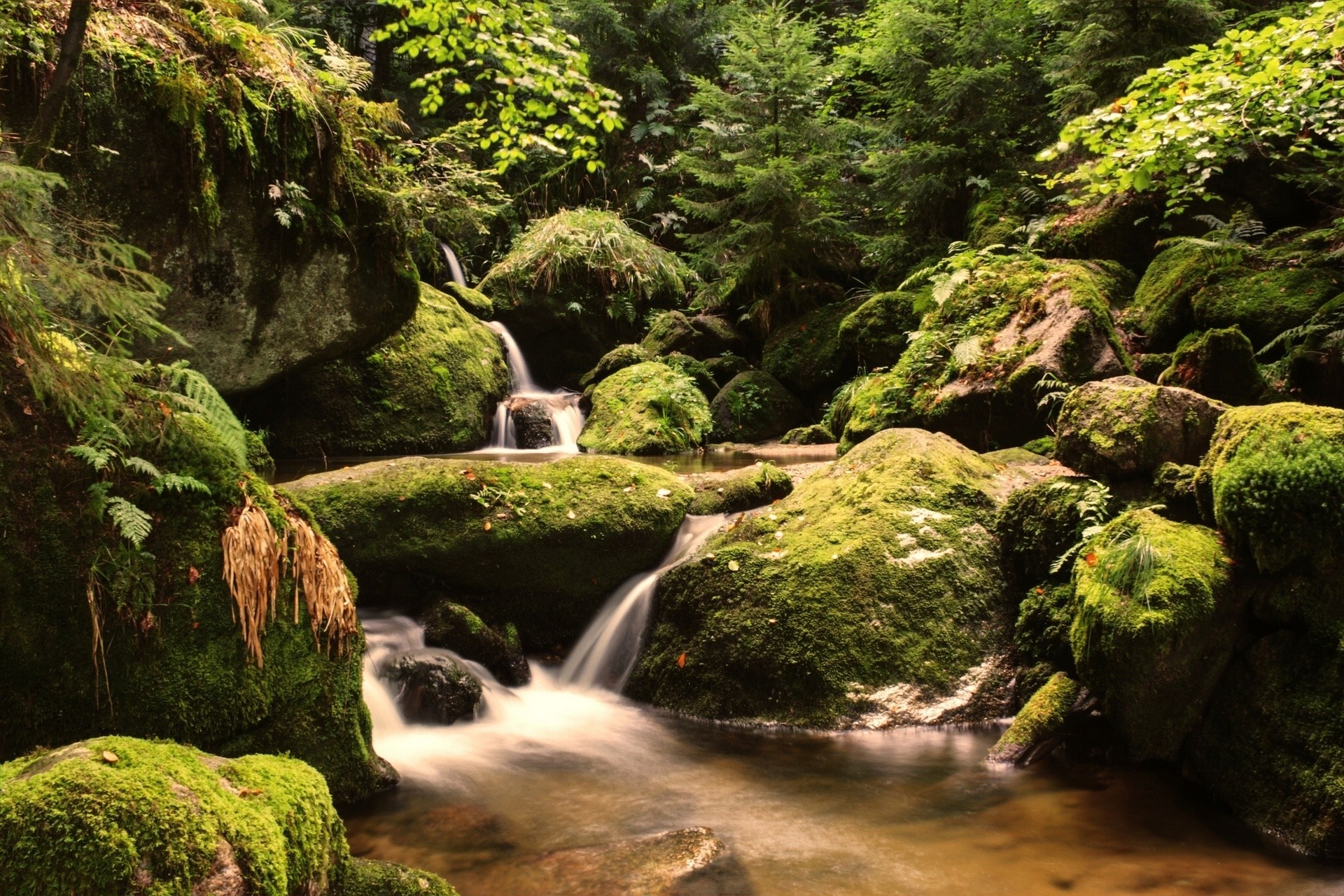 pietre muschio foresta nera foresta creek germania riparazione cascata