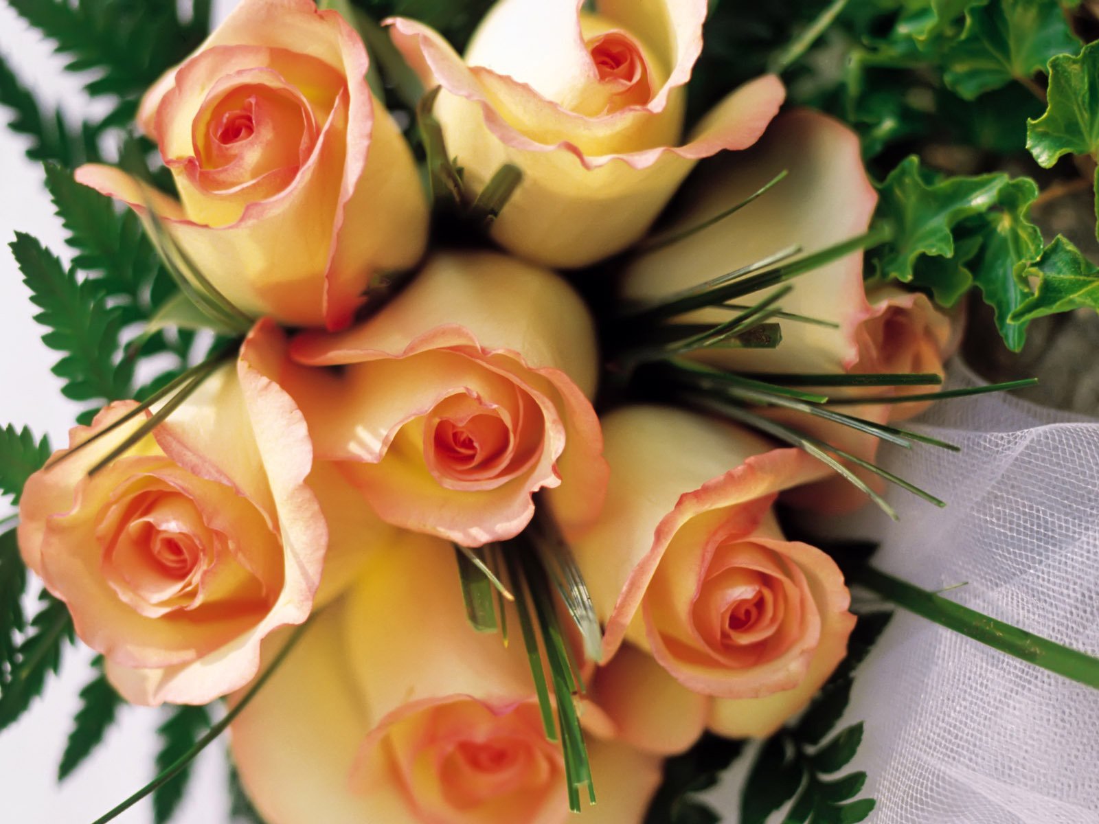 fleurs marguerites joliment