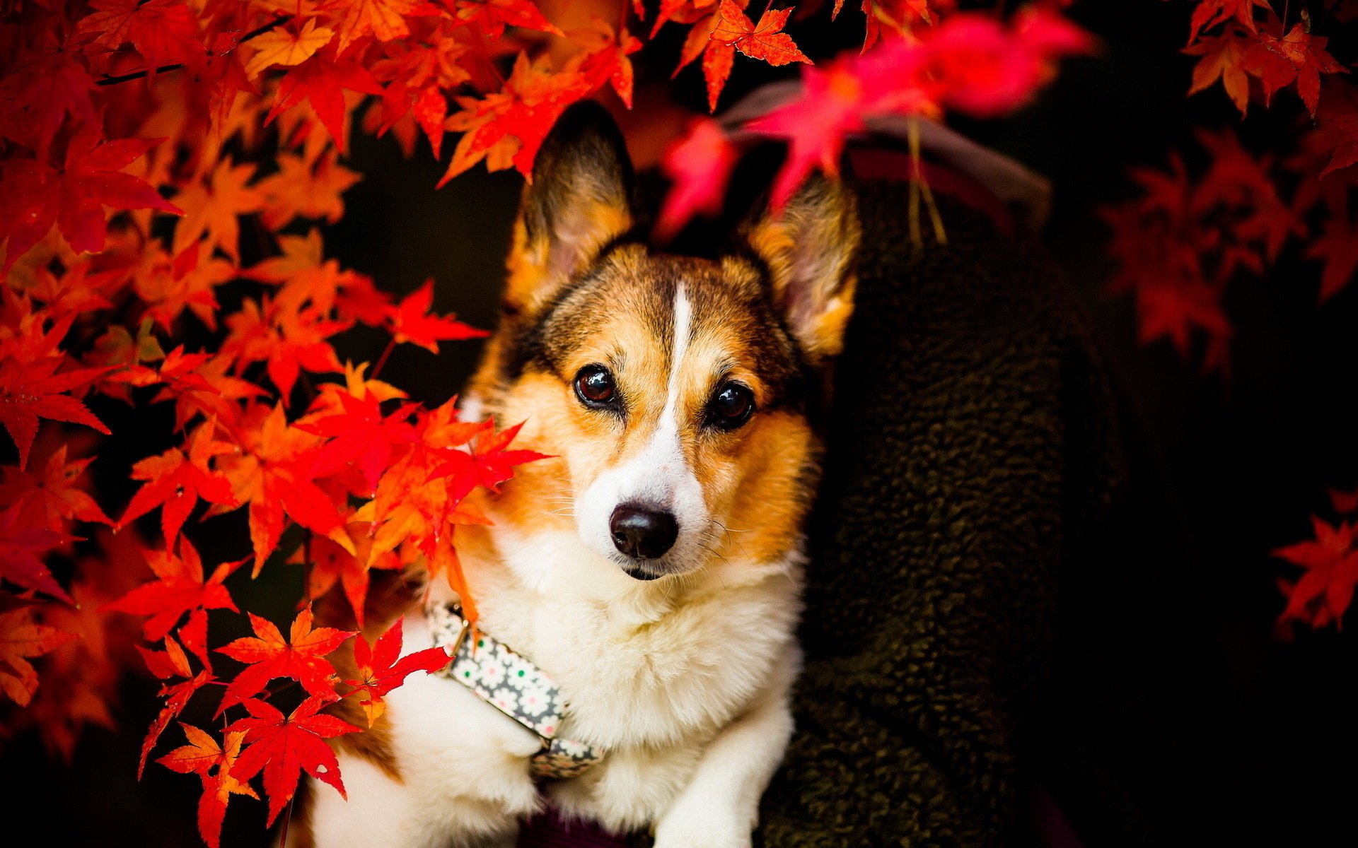 chien vue feuilles