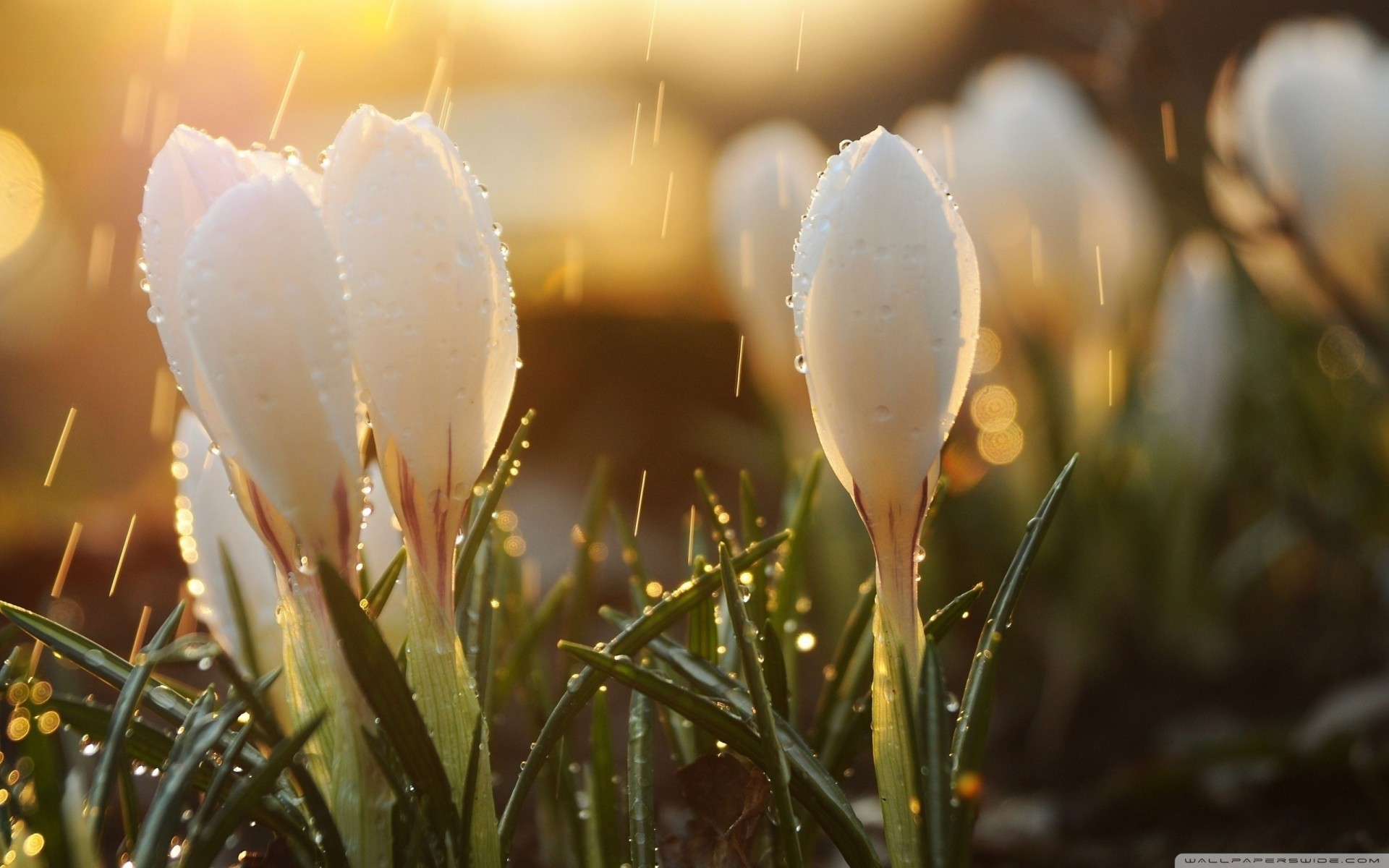 crocus pluie matin fleur