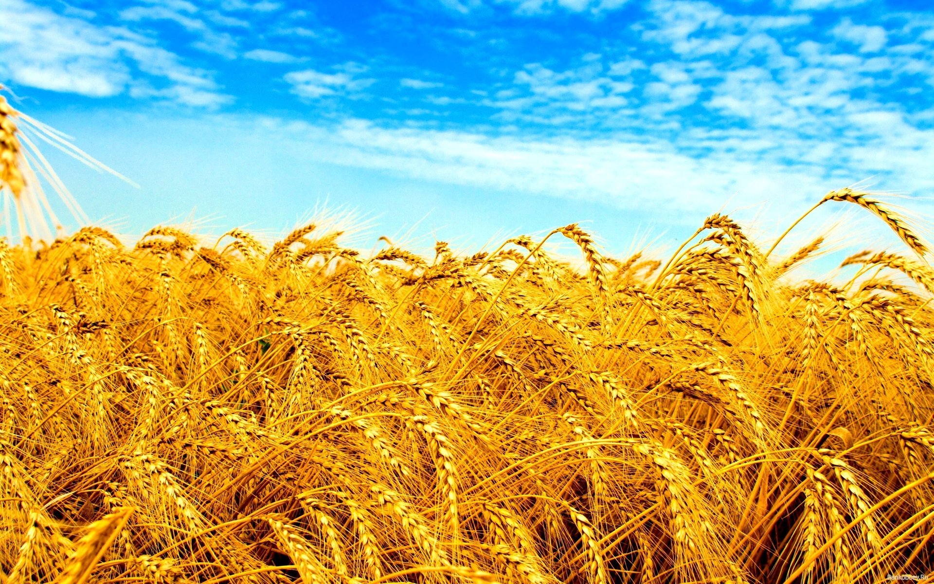 ukraine flagge der ukraine blau-gelb flaggen ähren himmel feld sonnenuntergang