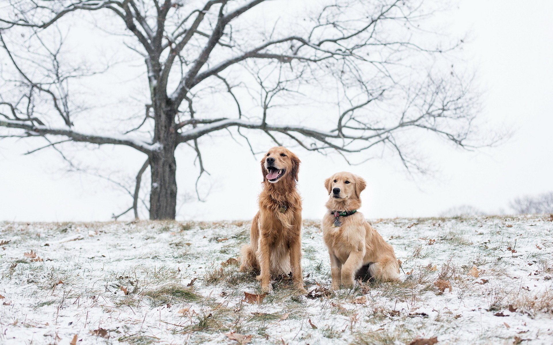 chiens neige champ